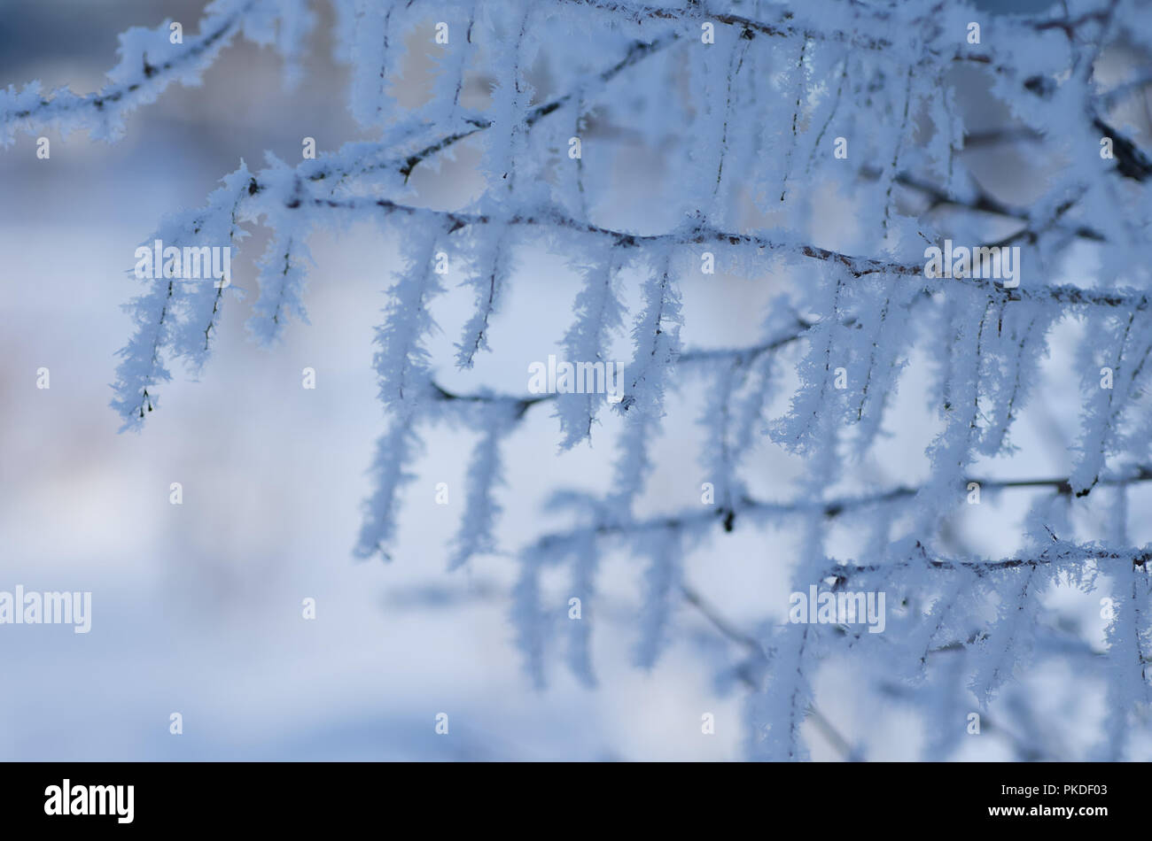 Brina sui rami di alberi. Inverno Foto Stock