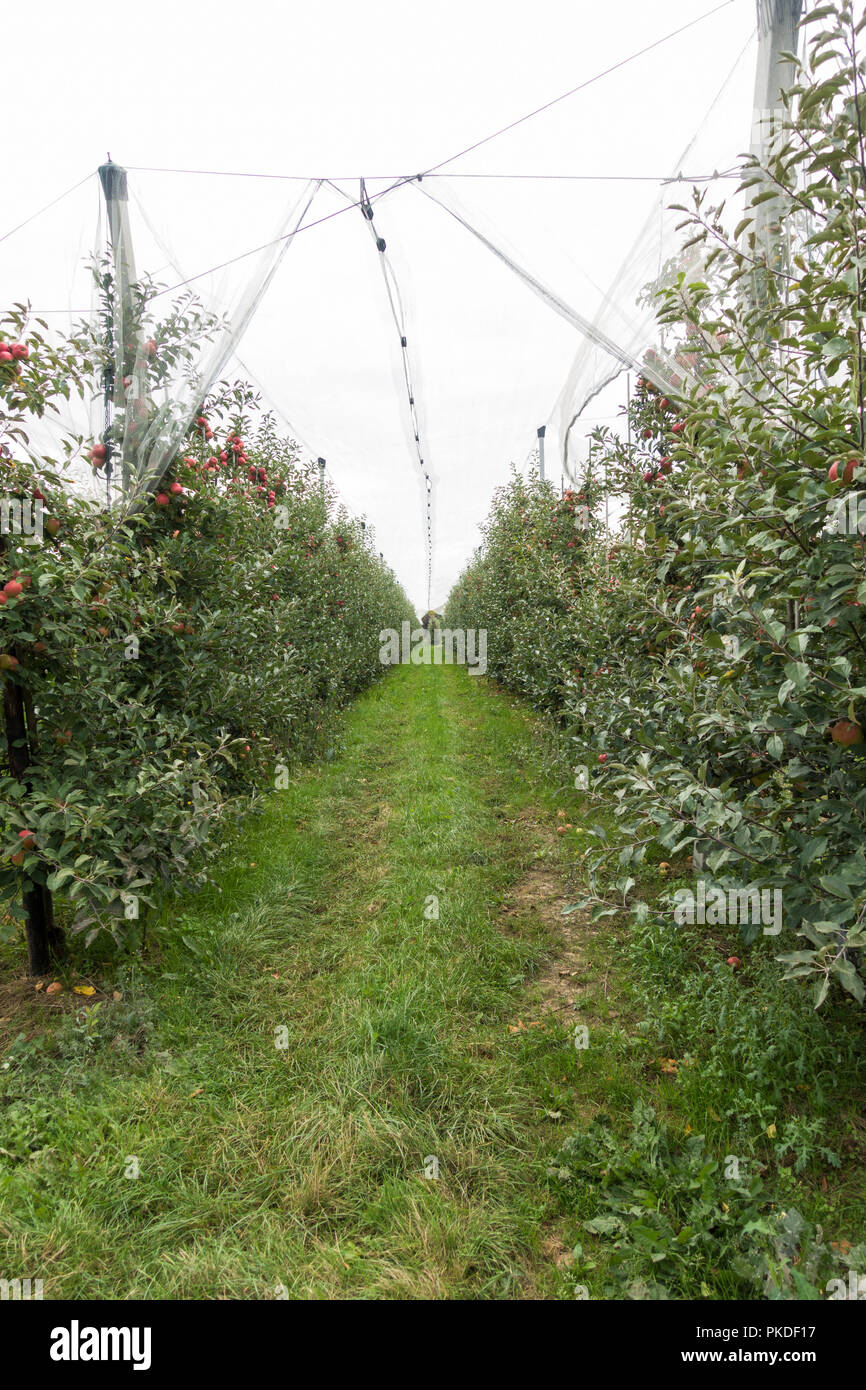 Orchard con maturi Meli, pronto per il raccolto, Limburgo, Paesi Bassi. Foto Stock