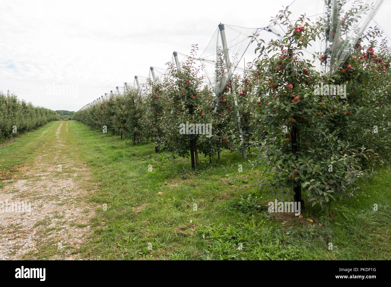 Orchard con maturi Meli, pronto per il raccolto, Limburgo, Paesi Bassi. Foto Stock