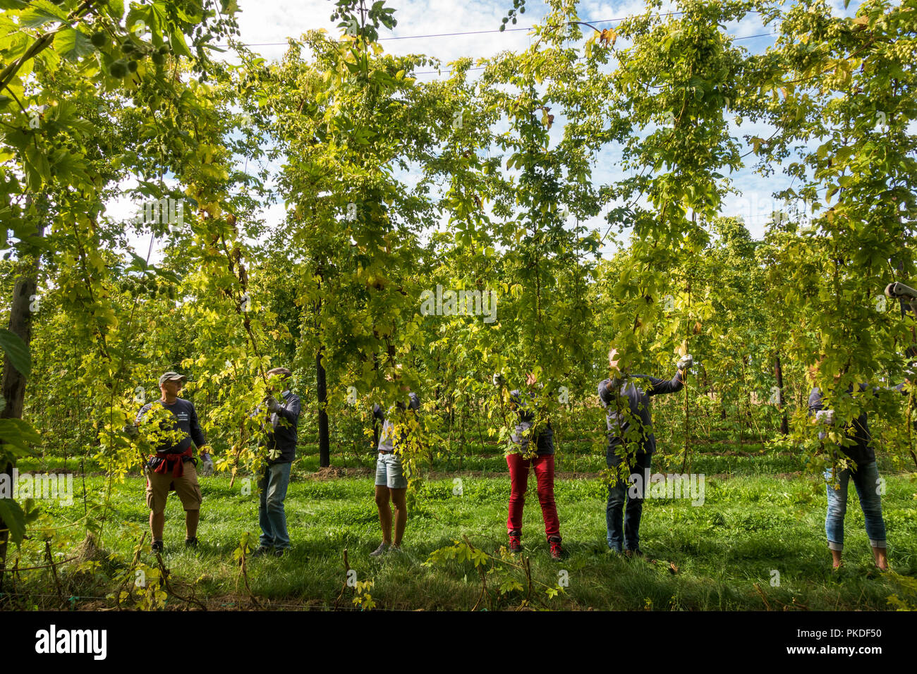 I lavoratori agricoli la raccolta di luppolo , il luppolo raccolto, hop yard, Limburgo, Paesi Bassi. Foto Stock