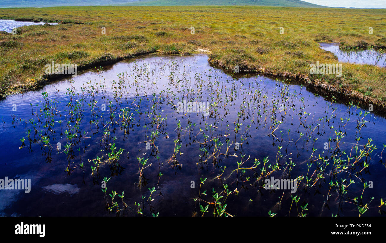 Il Flow Country, altopiano deserto, Highlands, Scozia, GB. Foto Stock