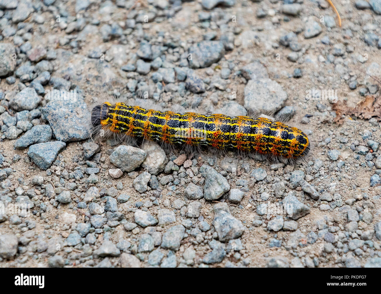 Buff suggerimento moth caterpillar - Phalera bucephala strisciando sul terreno Foto Stock
