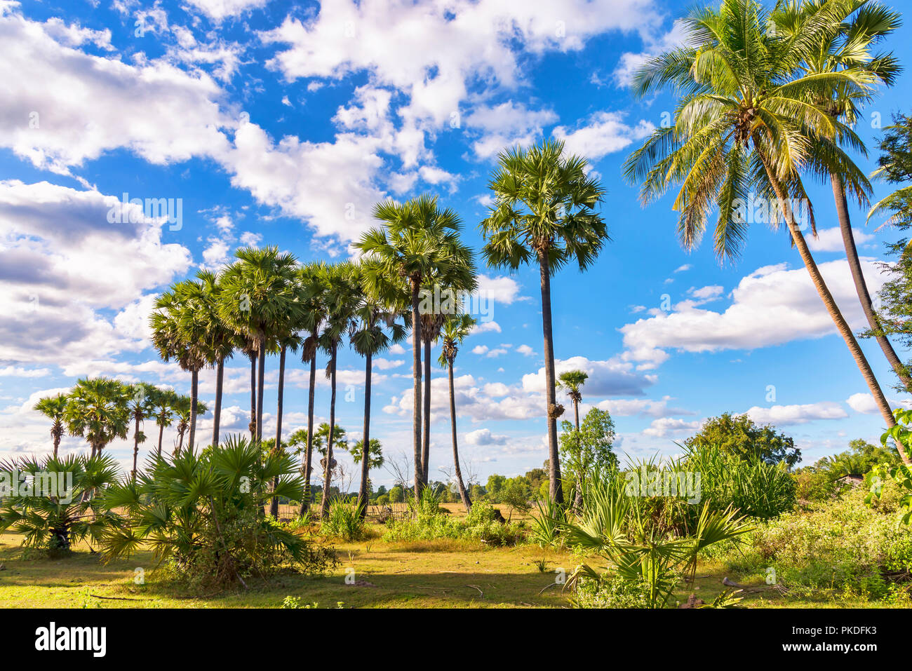 Lo zucchero le palme in Cambogia la campagna Foto Stock