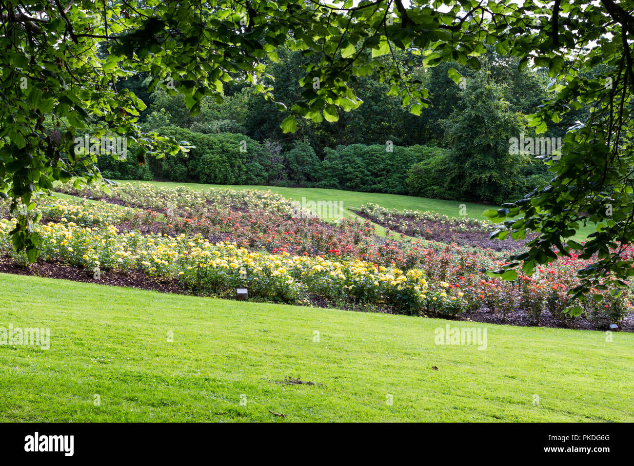 Aiuole incorniciata da rami di alberi. Presi durante la settimana di rose a Sir Thomas and Lady Dixon Park, a sud di Belfast, N.Irlanda. Foto Stock