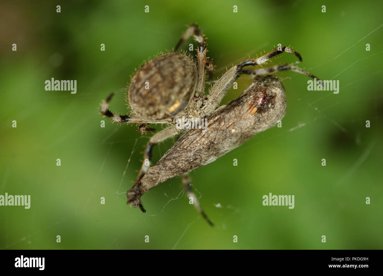Giardino ragno con preda coleotteri catturati nel web, Australia occidentale Foto Stock