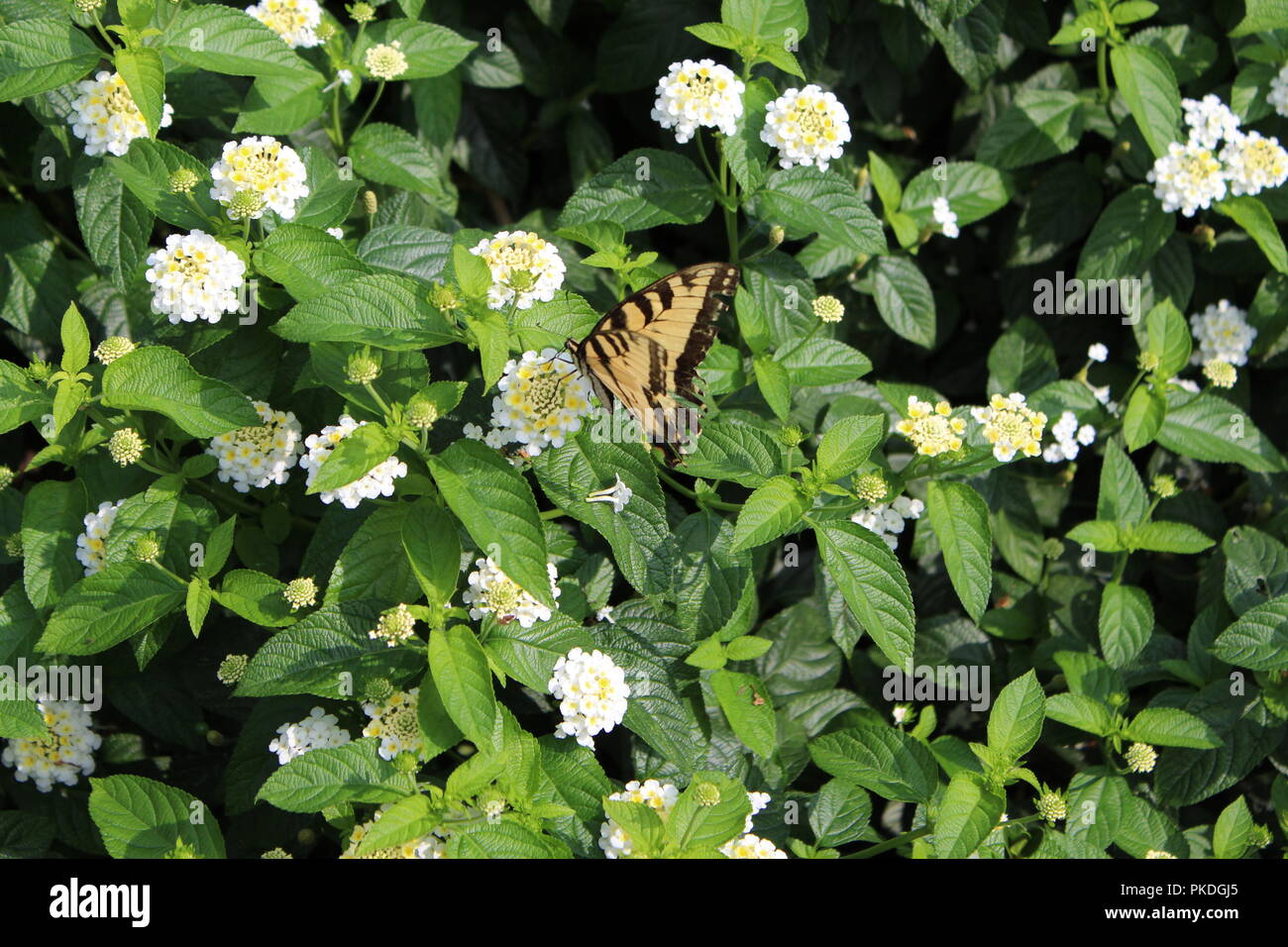 Butterfly Flying intorno a piante Foto Stock