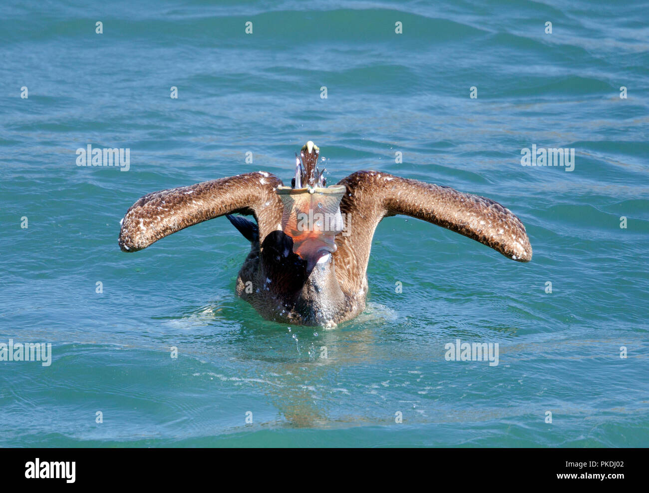 Pellicano bruno di testa con sacchetto pieno di pesci Foto Stock