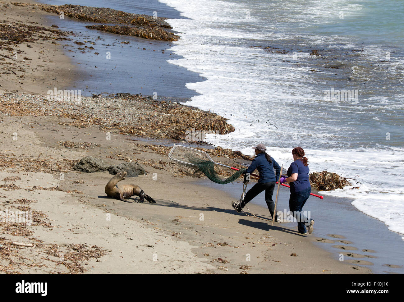 Soccorritori in movimento per catturare malati Sea Lion Foto Stock