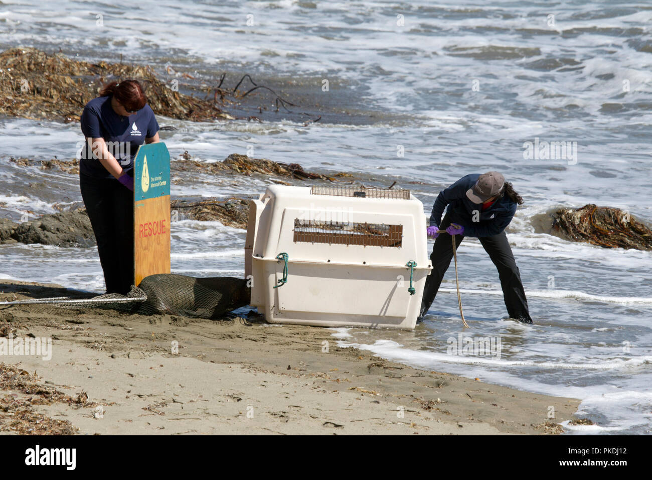 Mare malato Lion essendo tirato in cassa di soccorso Foto Stock