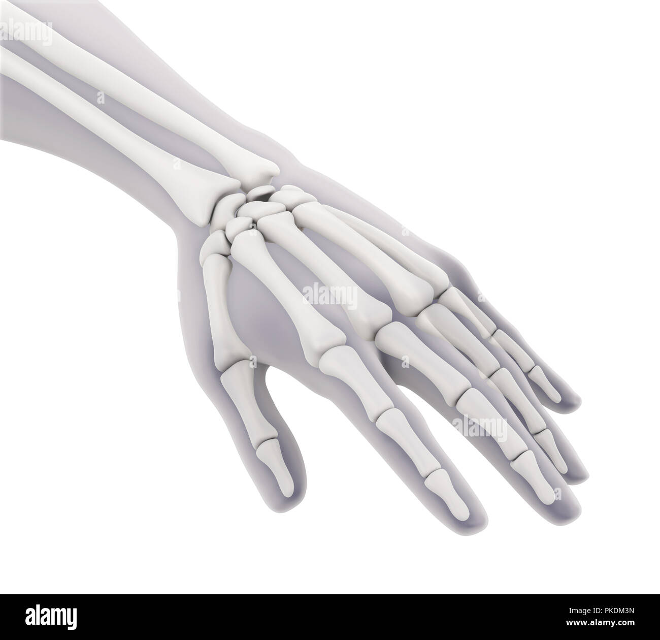 Mano umana anatomia illustrazione Foto Stock