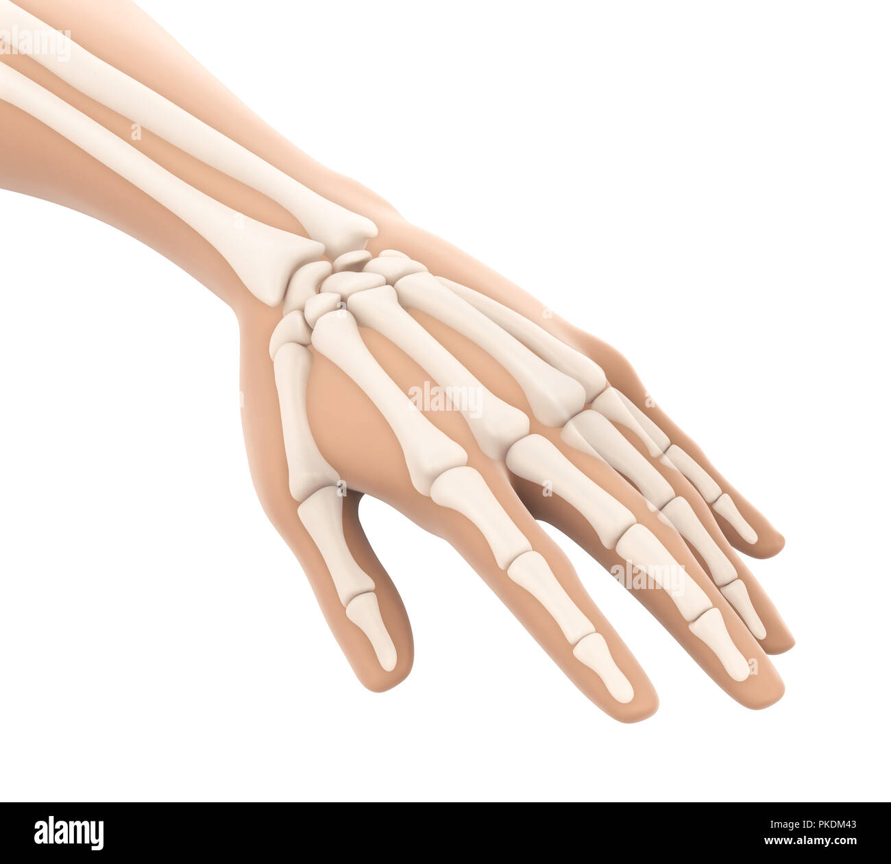 Mano umana anatomia illustrazione Foto Stock