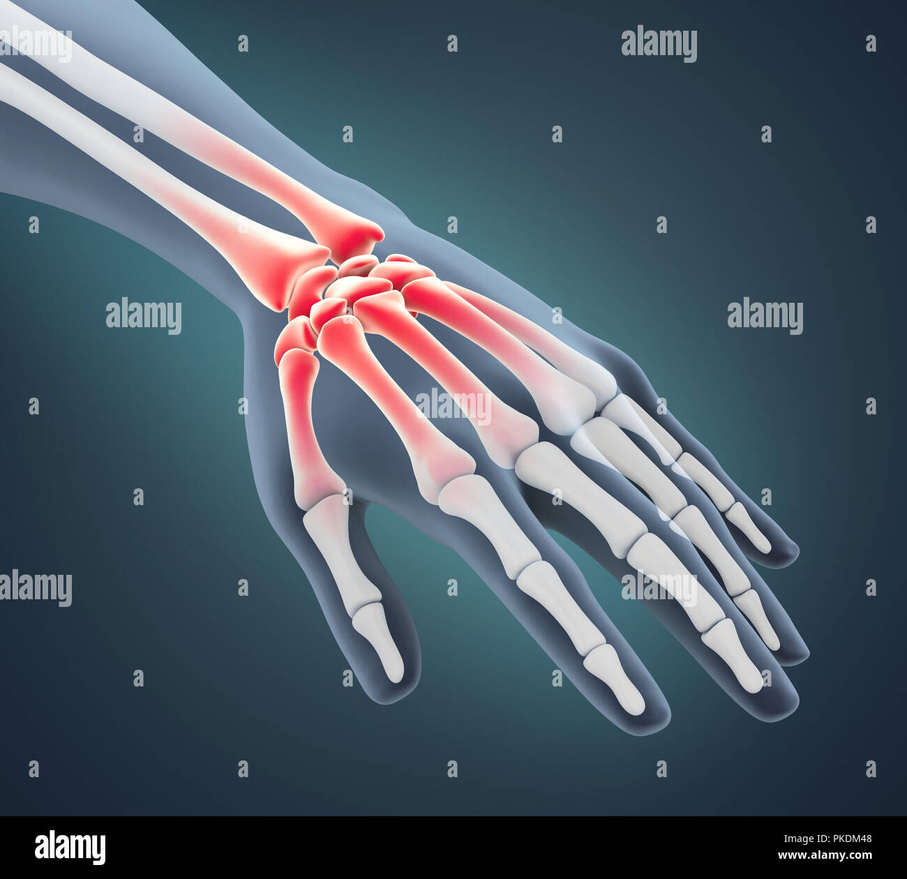 Mano umana anatomia illustrazione Foto Stock