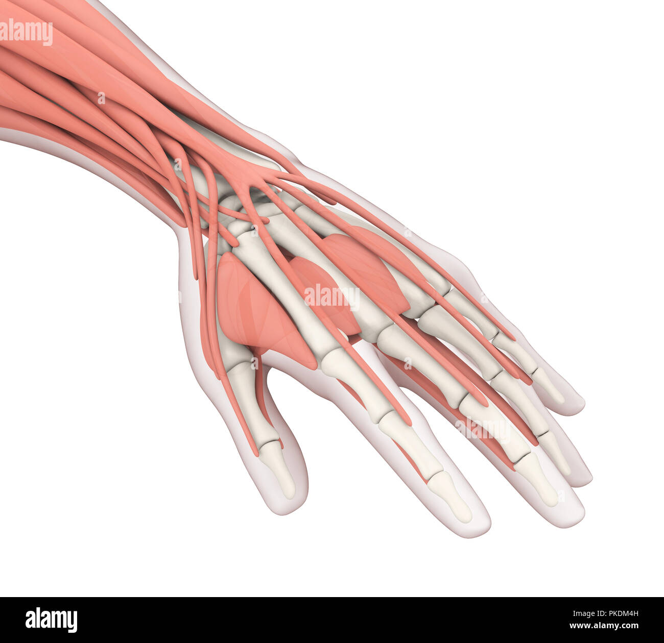 Mano umana anatomia illustrazione Foto Stock