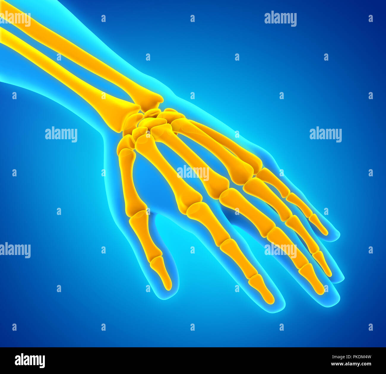Mano umana anatomia illustrazione Foto Stock