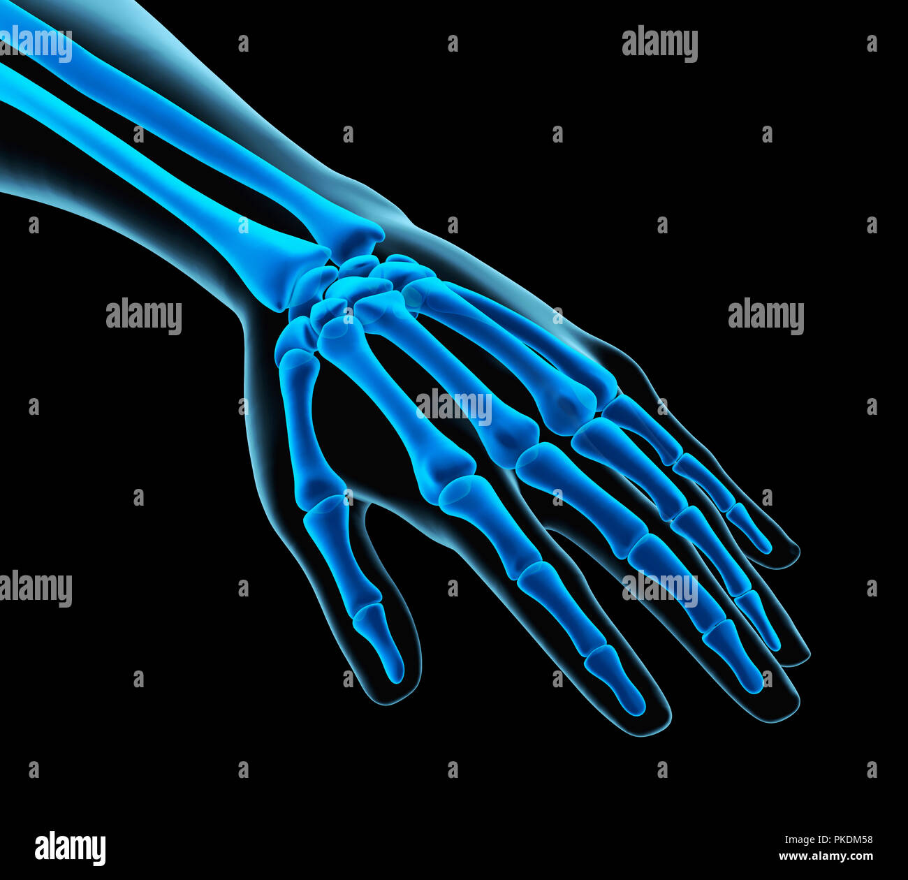 Mano umana anatomia illustrazione Foto Stock