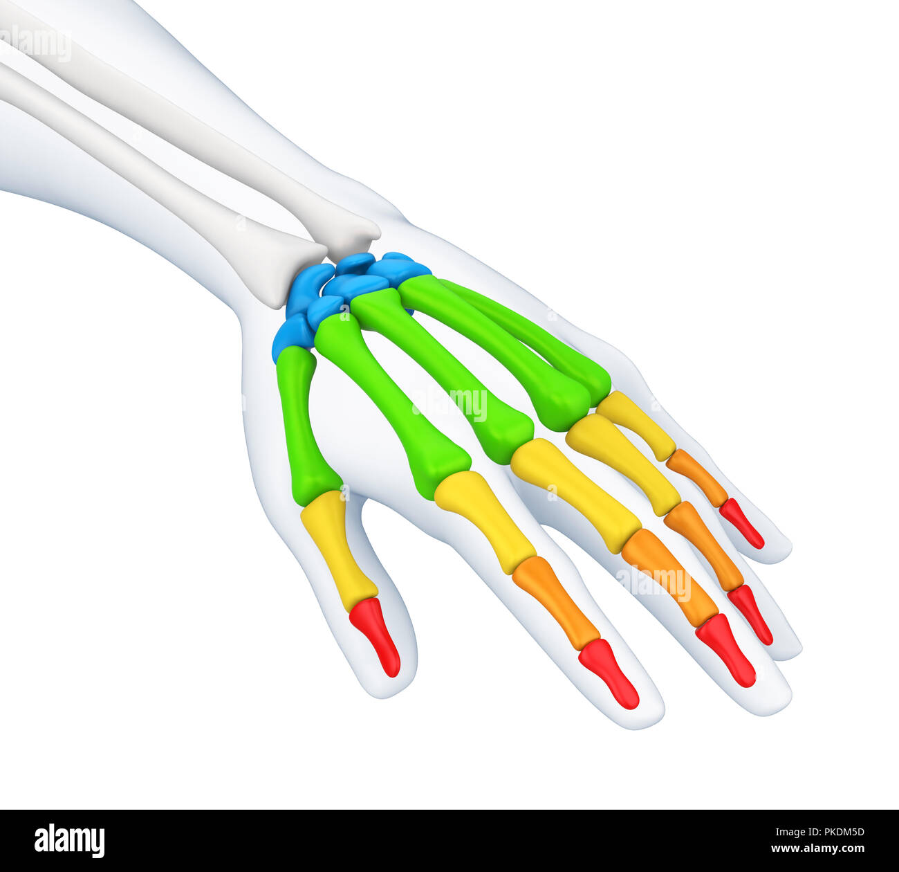 Mano umana anatomia illustrazione Foto Stock