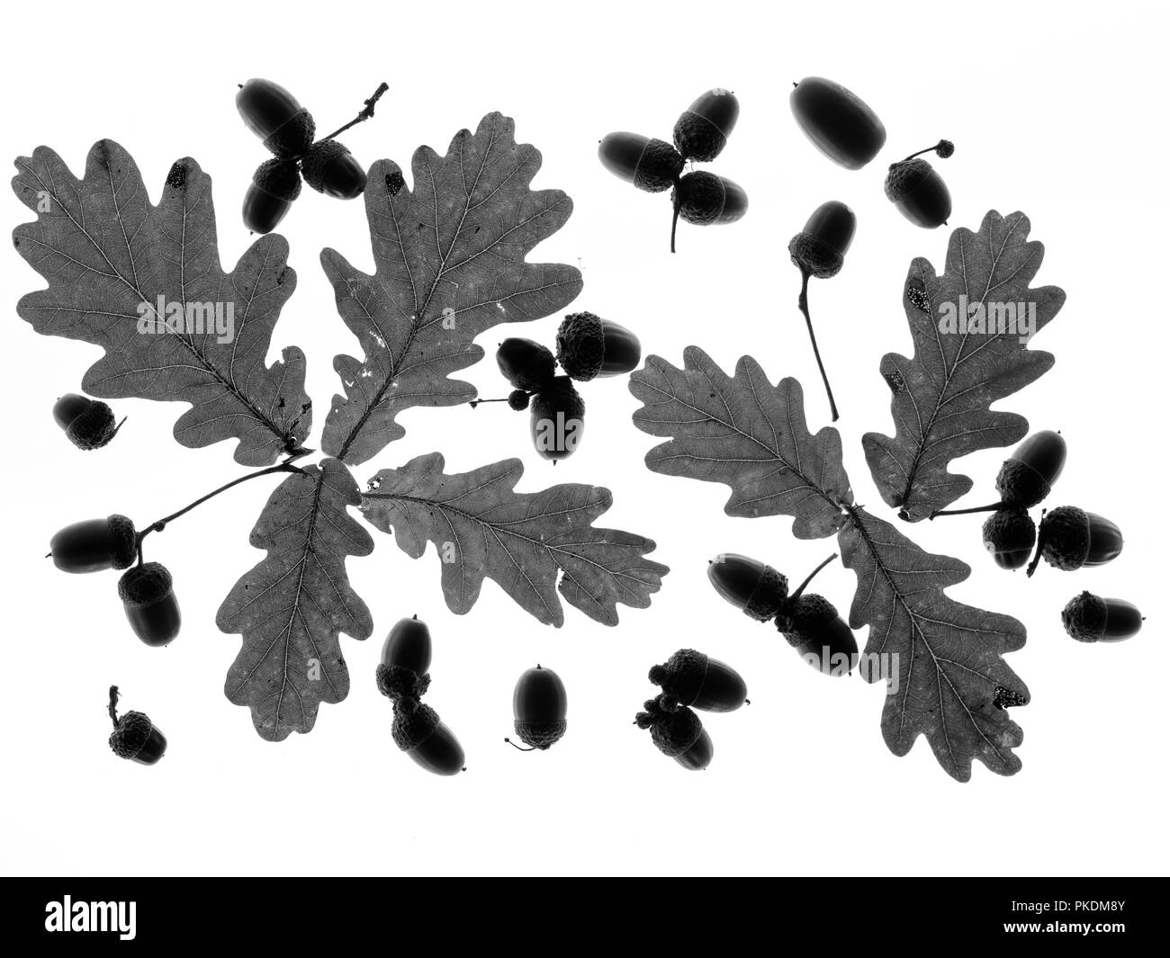 Oak Quercus robur ghiande e foglie in motivo grafico Foto Stock