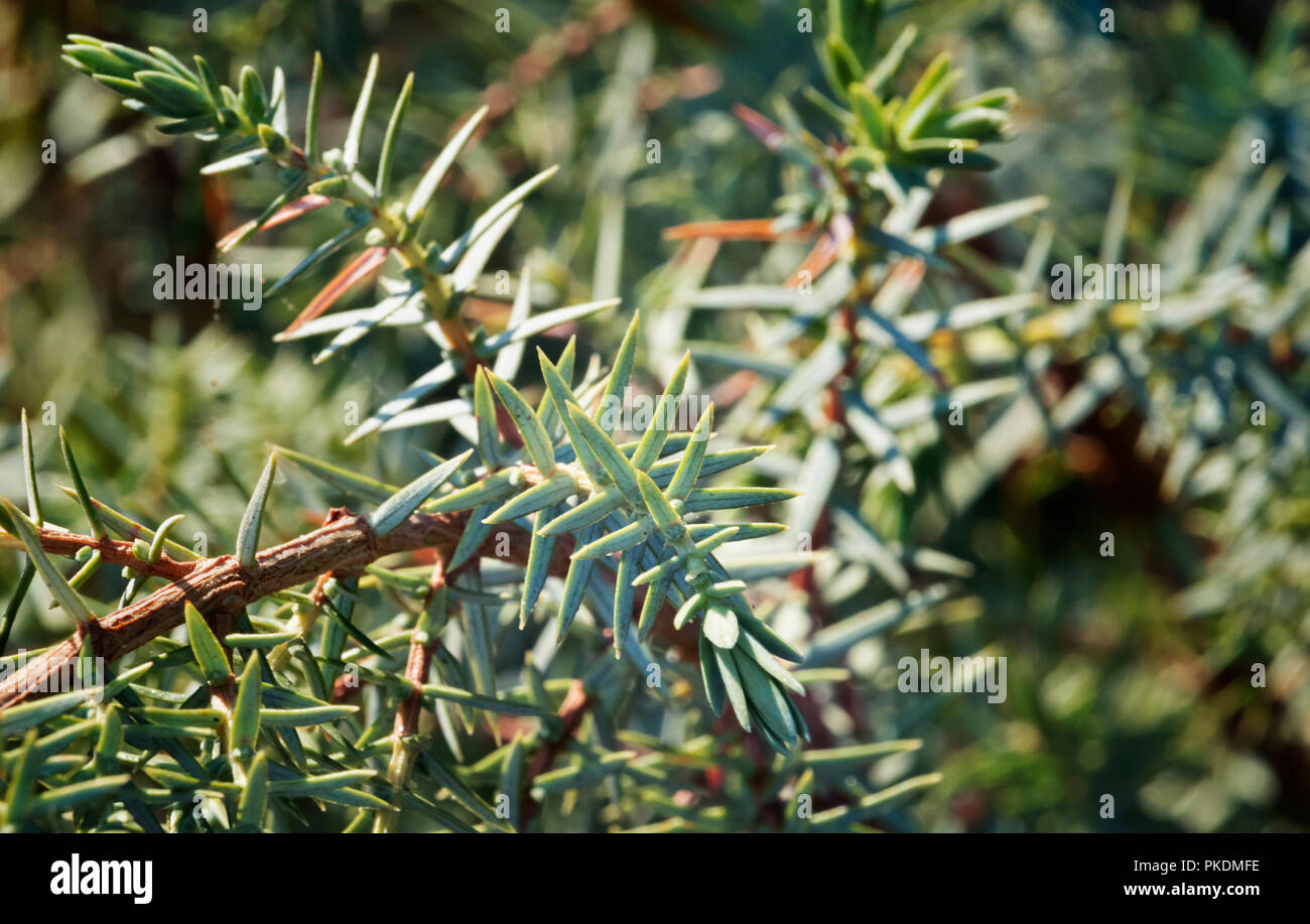 Un arbusto sempreverde di una ginestra ,un po' ramoscello con ago-come le foglie è messa a fuoco , colore ombreggiatura Foto Stock