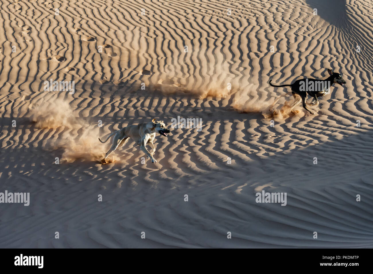 Due cani Sloughi (Arabian greyhound) eseguire nelle dune di sabbia nel deserto del Sahara in Marocco. Foto Stock