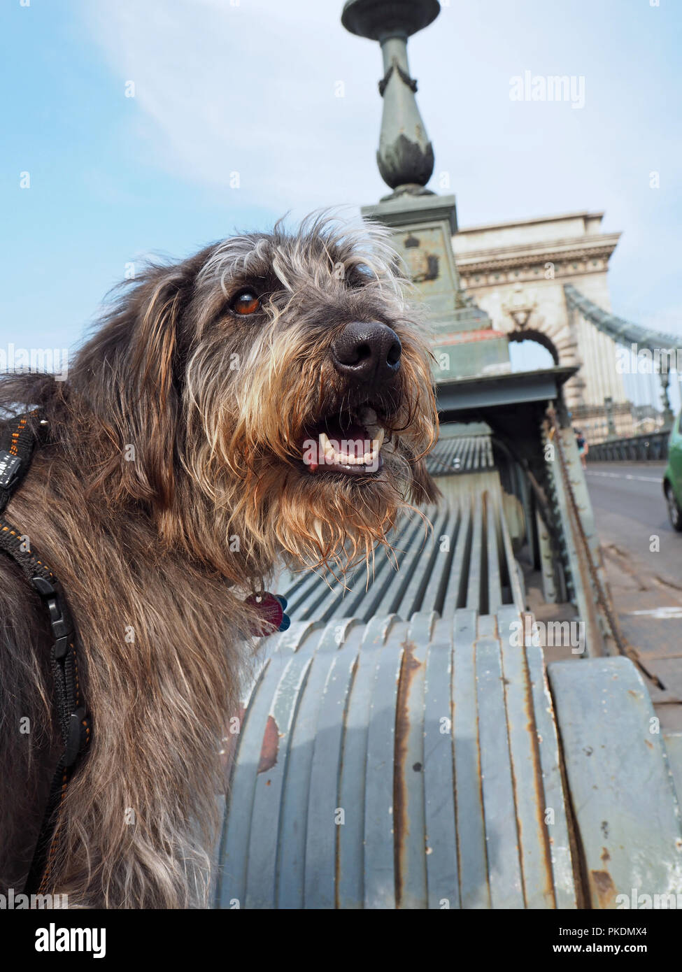 Ritratto di una razza mista cane presso il ponte della Libertà a Budapest Foto Stock