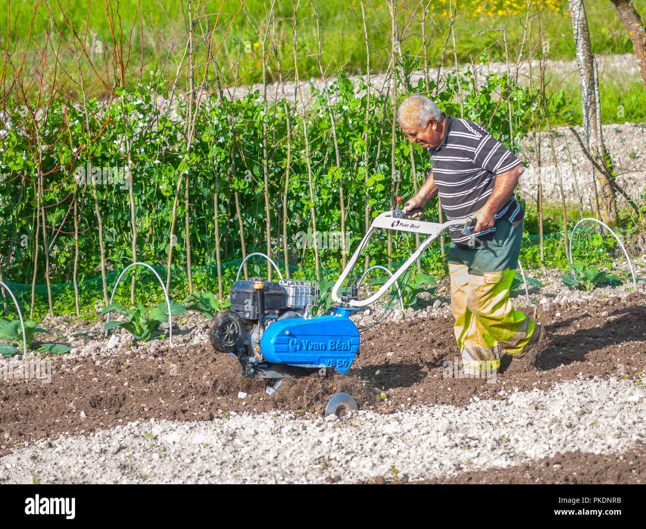 L'uomo rotavating suo riparto plot - Francia Foto Stock