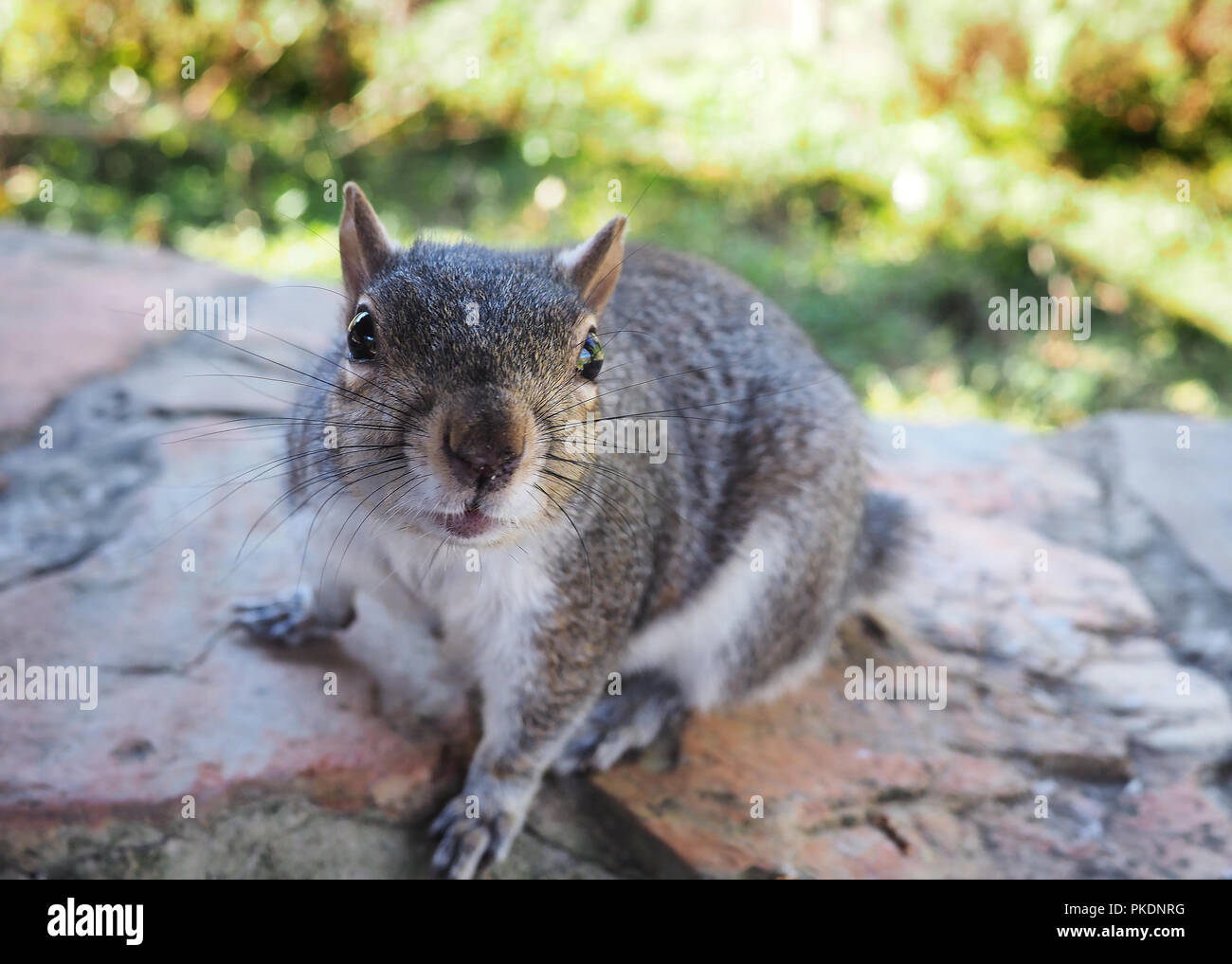 Carino scoiattolo grigio su una roccia Foto Stock