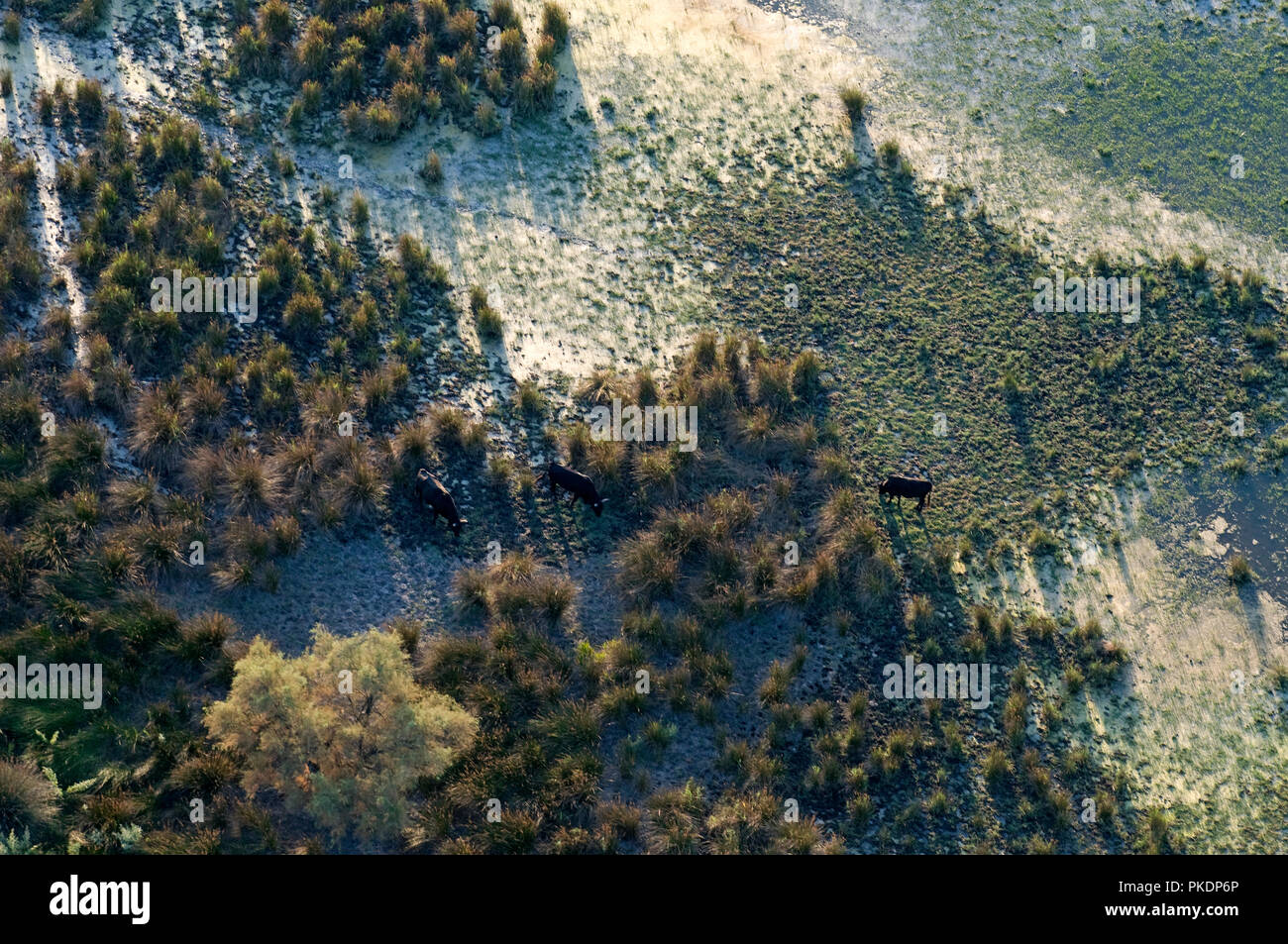 Biancheria Taureau - Bull - Camargue - Francia Foto Stock