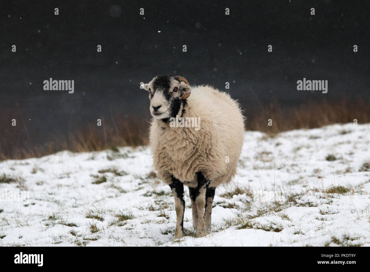 Una pecora nel distretto di picco durante la neve pesante. Foto Stock