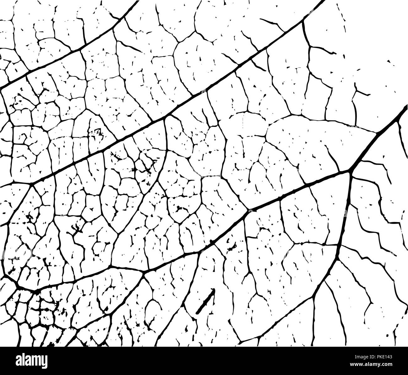 Texture di foglie di piante Immagine e Vettoriale - Alamy