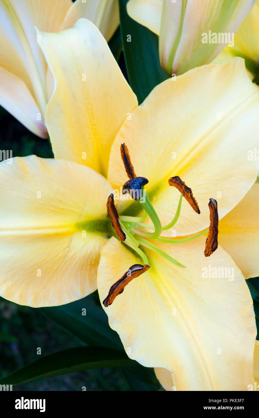 Close up del Lilium Lily High Tea mostrante il dettaglio della stigmatizzazione e stami. Foto Stock
