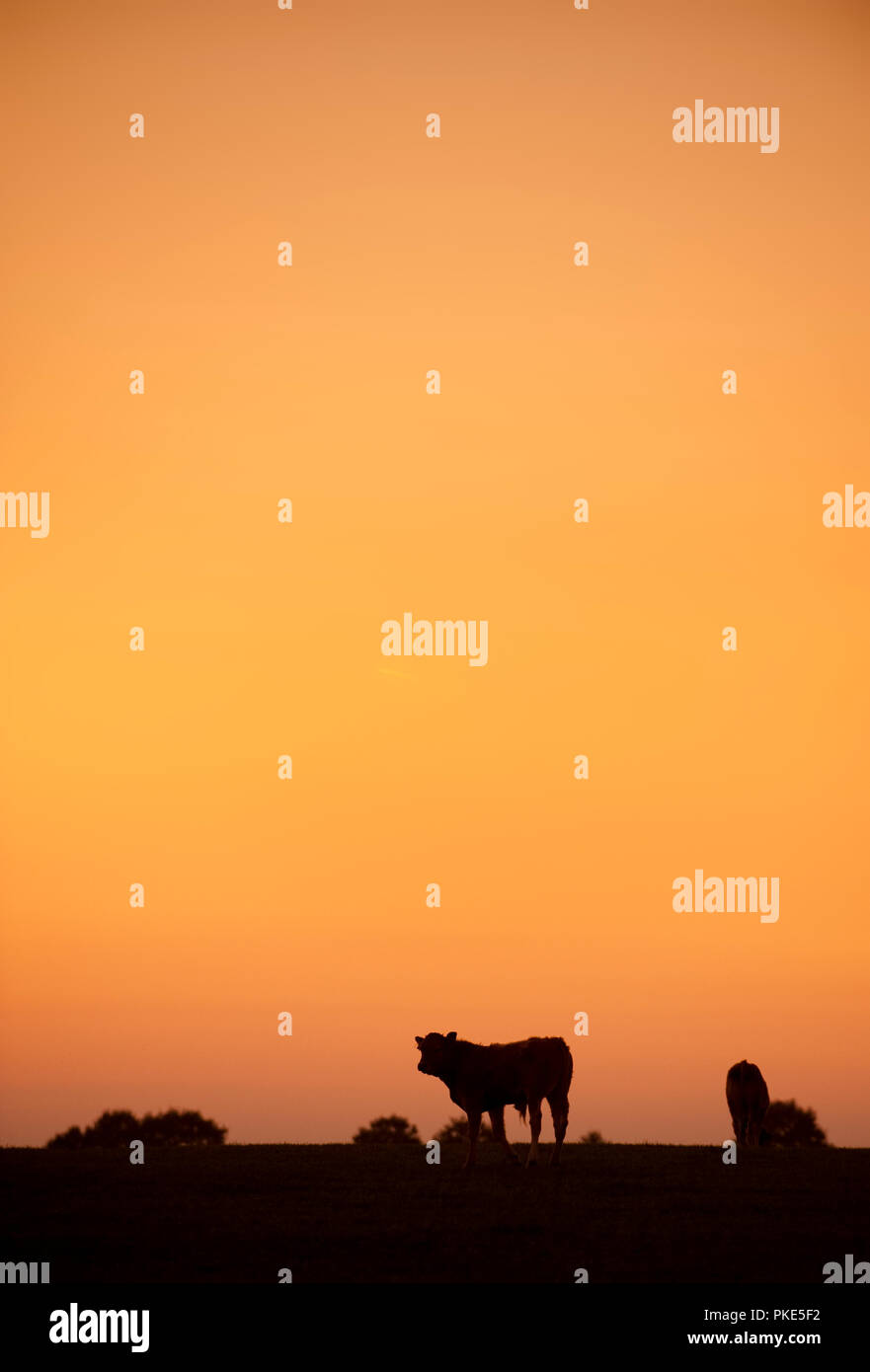 Le mucche nei campi intorno a Wanze al tramonto (Belgio, 29/09/2011) Foto Stock