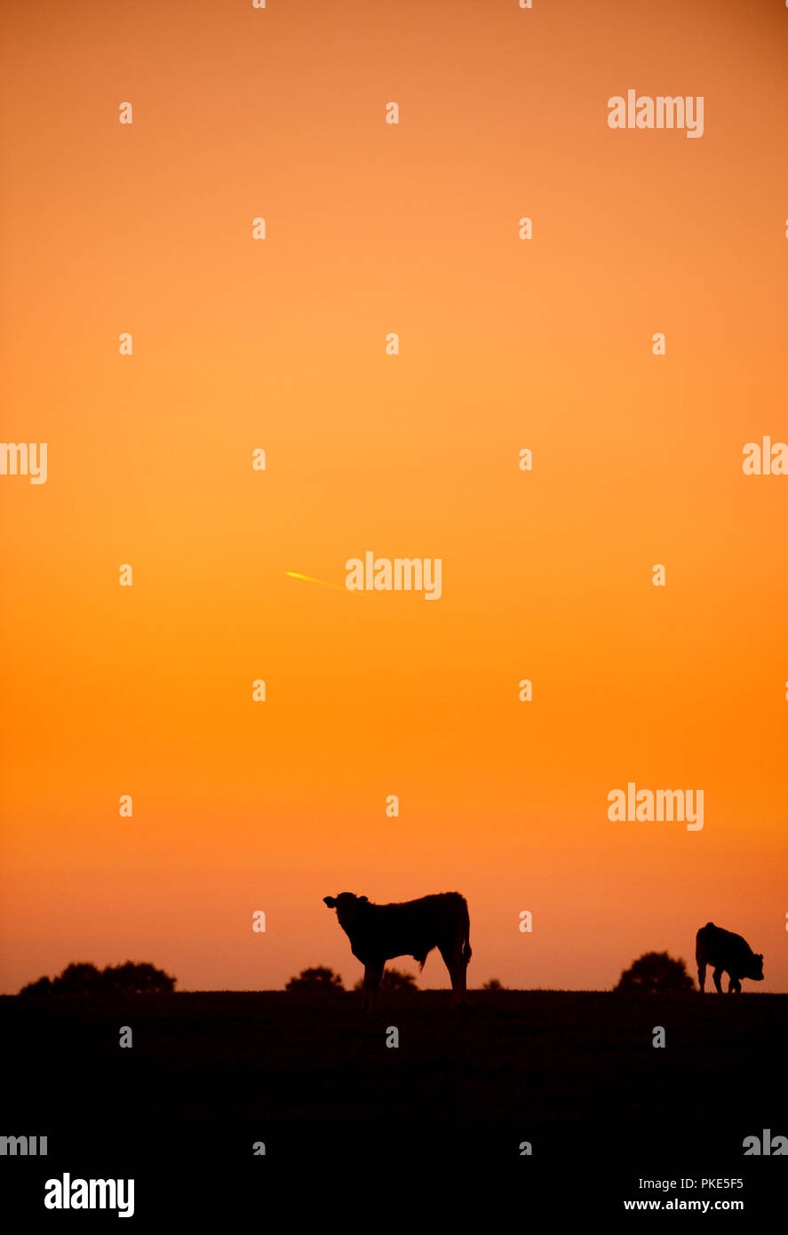Le mucche nei campi intorno a Wanze al tramonto (Belgio, 29/09/2011) Foto Stock