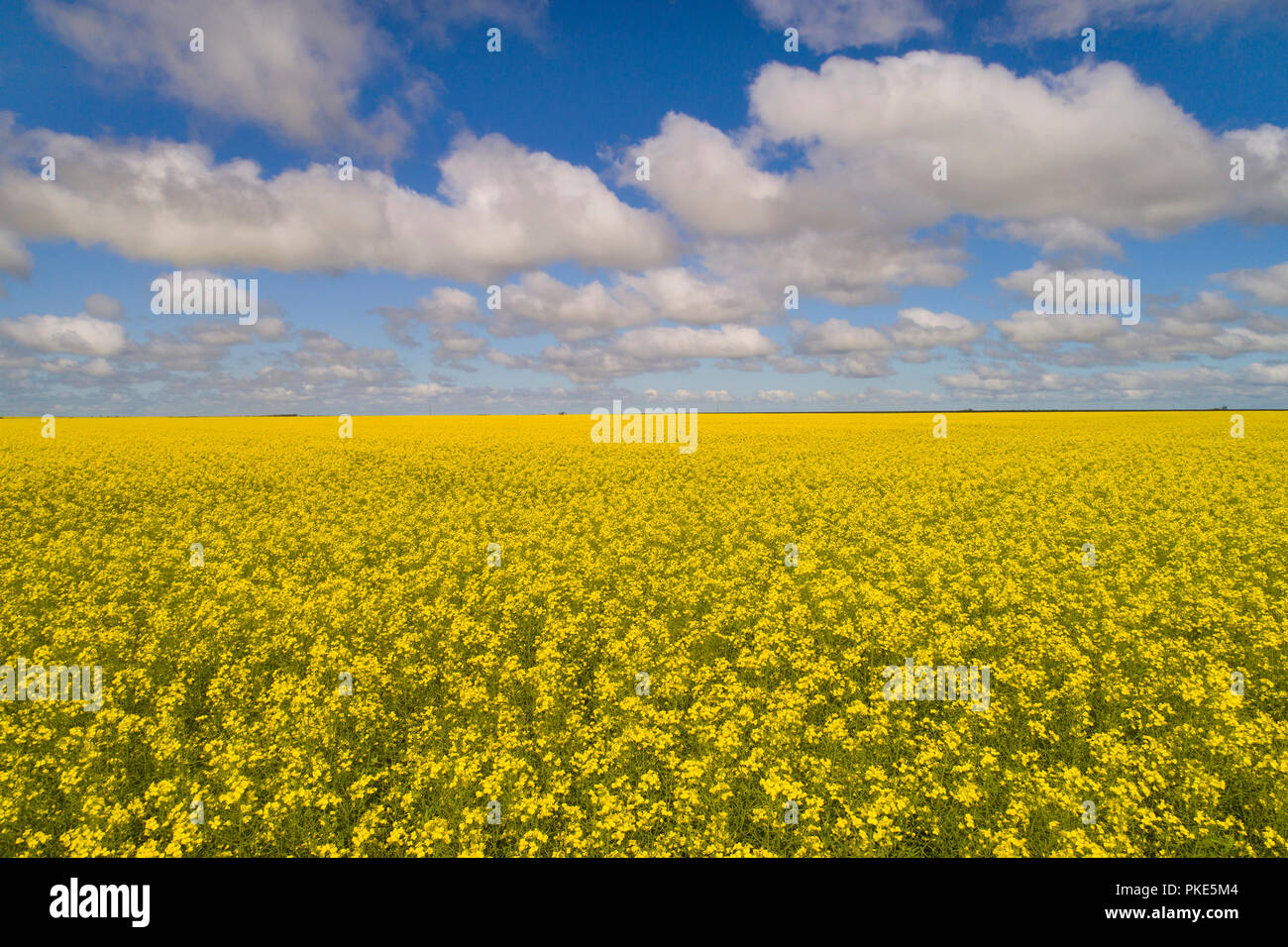 La Canola Field, Midwest, Australia occidentale Foto Stock