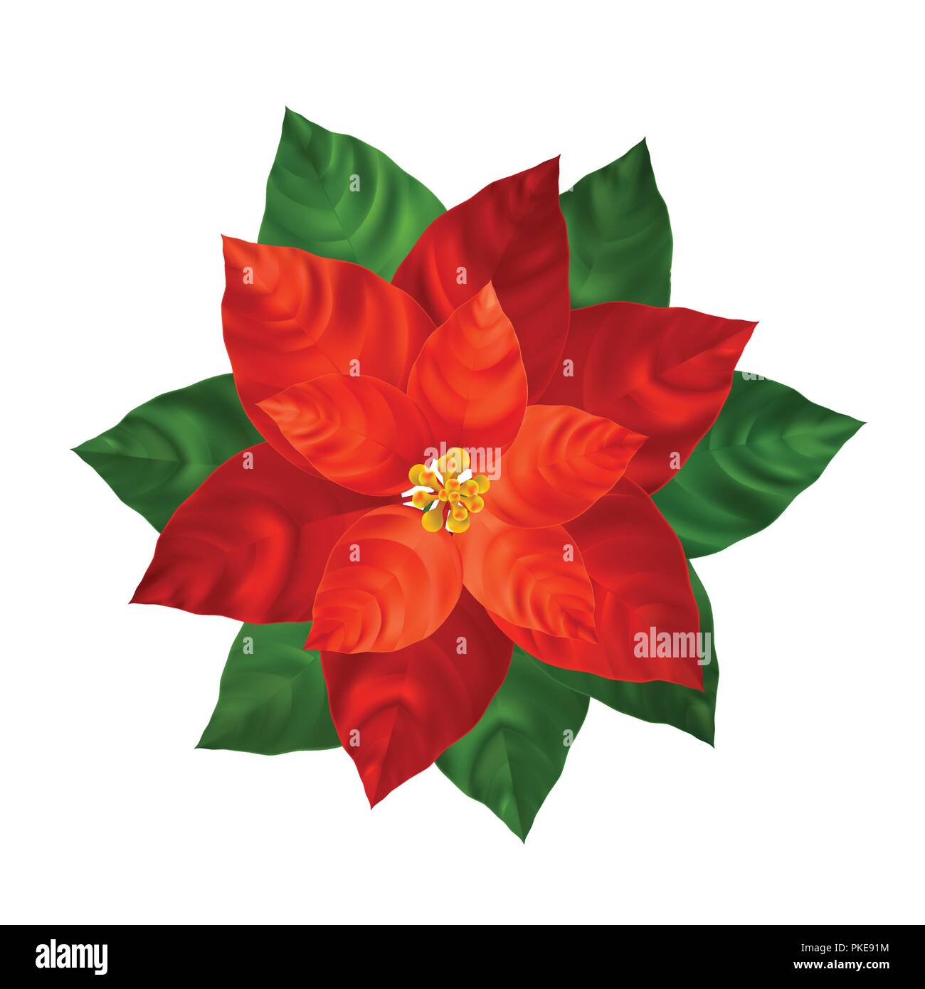 Red poinsettia flower illustrazione realistica Illustrazione Vettoriale