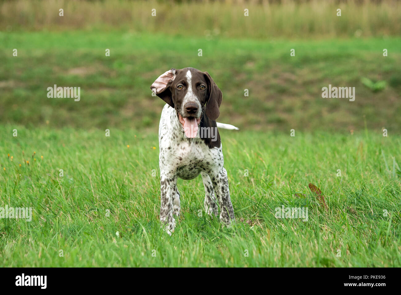 Il tedesco shorthaired puntatore, kurtshaar uno brown spotted cucciolo sorge sul campo, sullo sfondo di un burrone e verde erba, occhi guardano direttamente Foto Stock