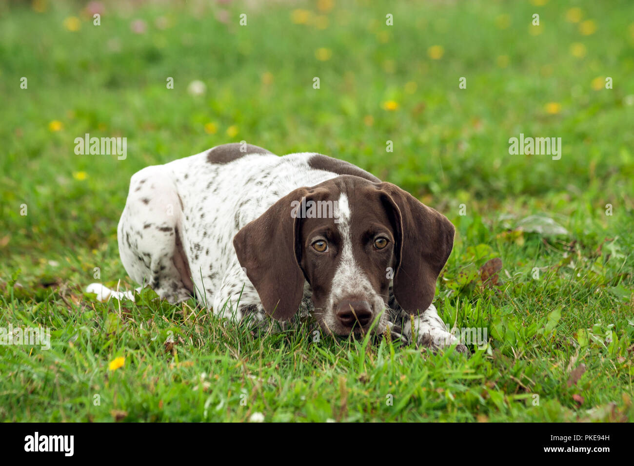 Il tedesco shorthaired puntatore, kurtshaar uno brown spotted cucciolo giace sull'erba verde nel campo, il muso è abbassata al suolo, gli occhi Foto Stock