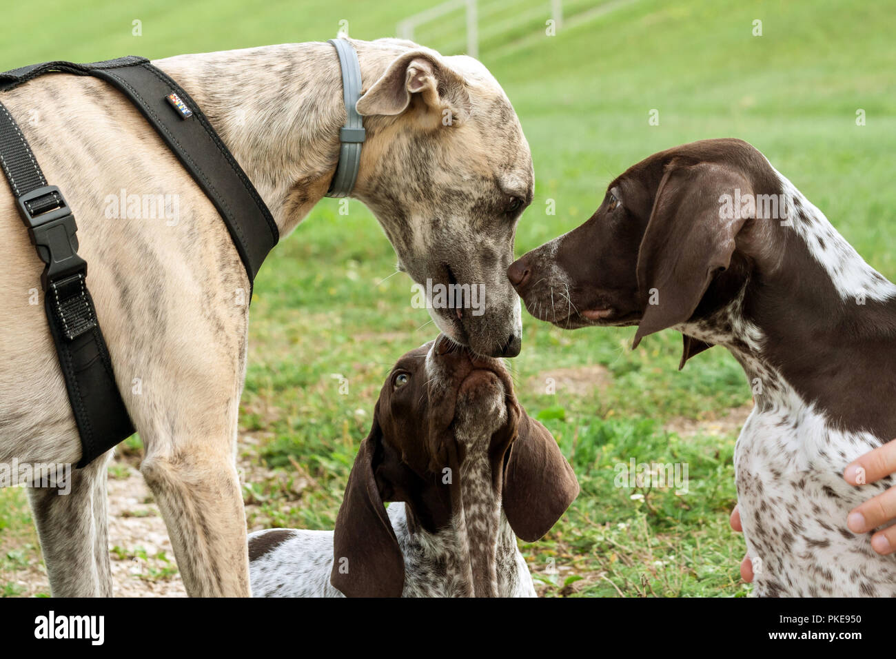 Il tedesco shorthaired puntatore, kurtshaar due brown spotted cucciolo e razza Whippet cane annusare ogni altre facce, tre facce di close-up Foto Stock