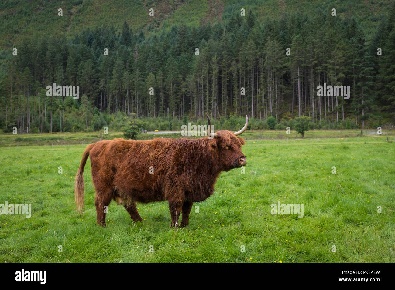 Highland scozzesi bovini, Ben Nevis, Highlands scozzesi, Scotland, Regno Unito Foto Stock