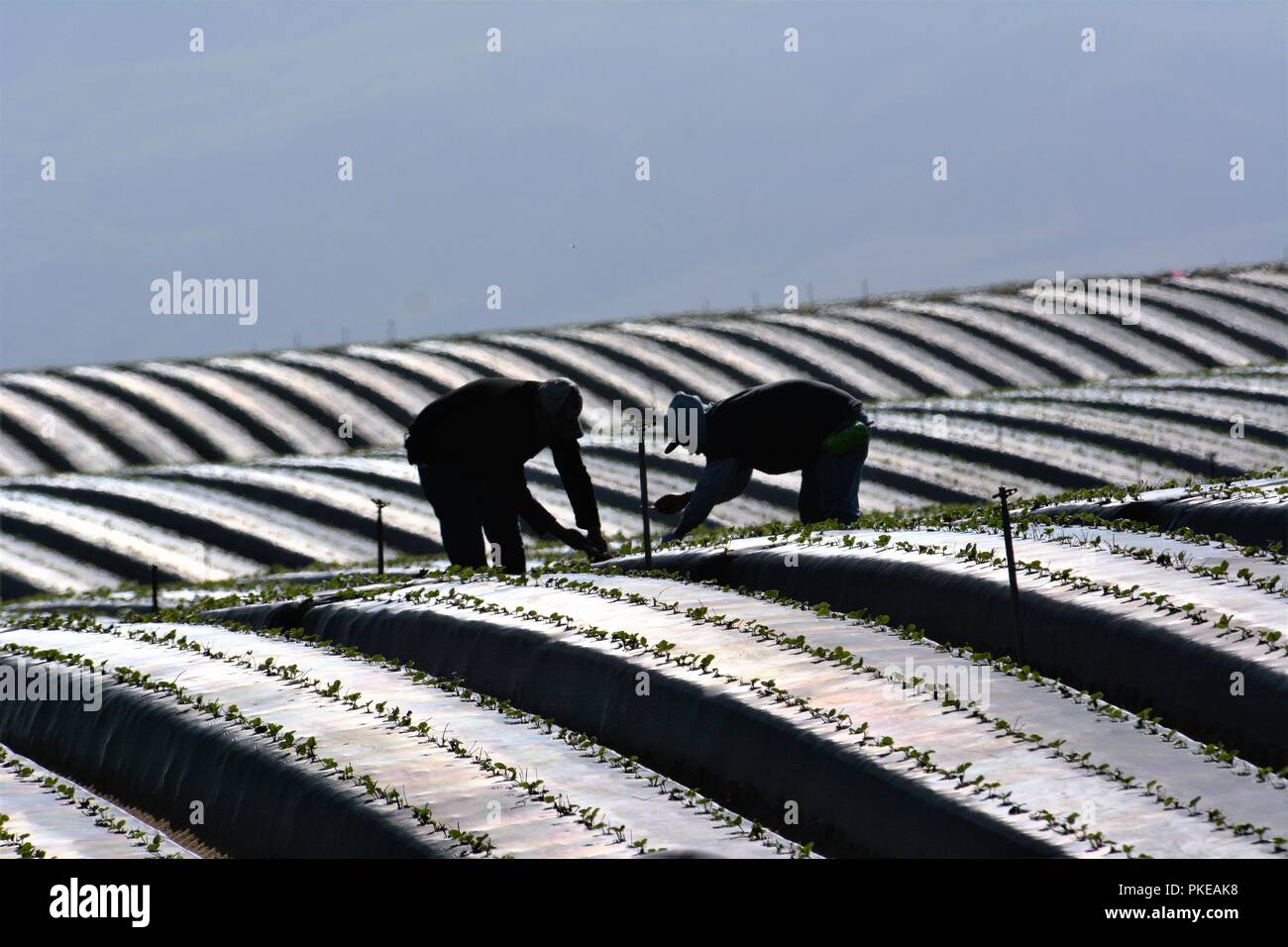 Lavoratori in plastica rivestito Strawberry Fields in Santa Maria Valley Foto Stock