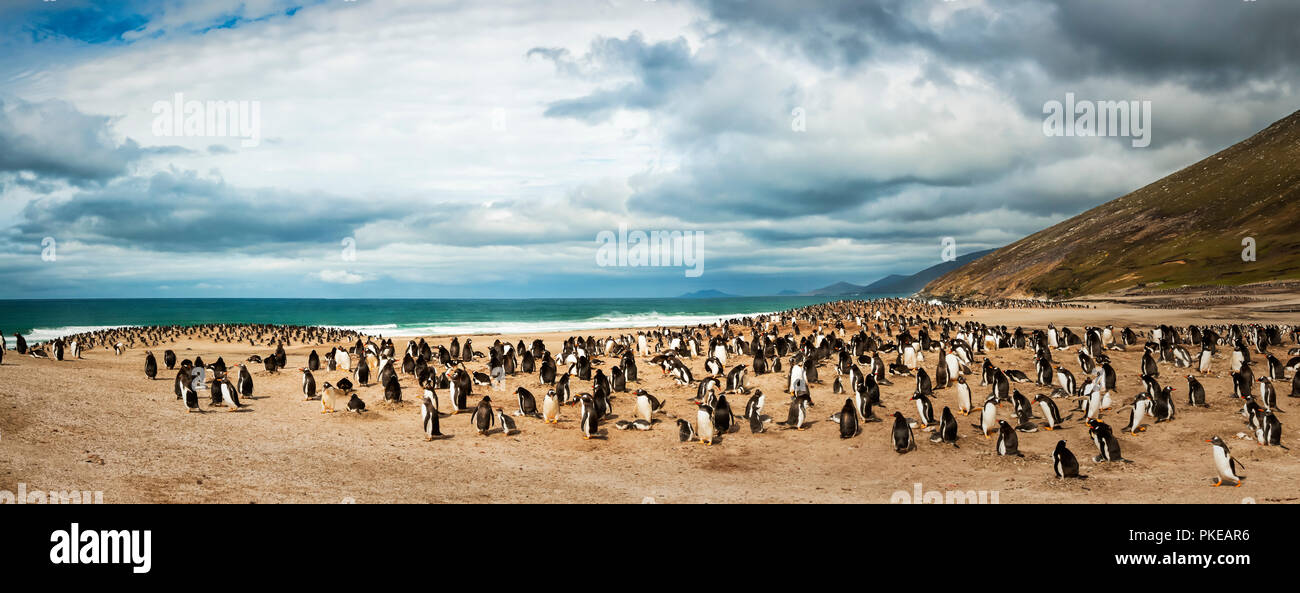 I pinguini di Gentoo (Pygoscelis papua), cucito panorama, il collo; Saunder's Island, Faulkland isole Foto Stock