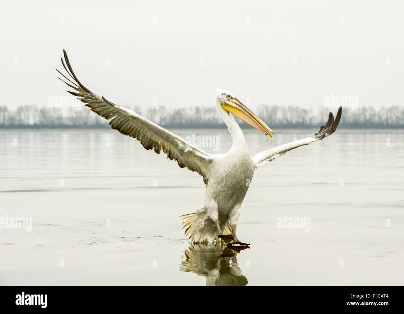 Pellicano dalmata (Pelecanus crispus) in piedi sulla riva con ali stese, il lago di Kerkini; Grecia Foto Stock