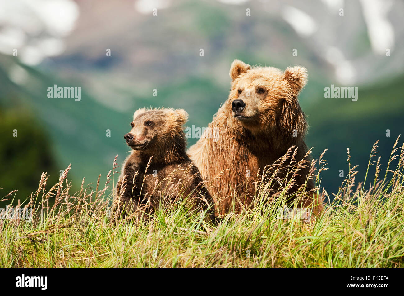 Due Orsi Kodiak (Ursus arctos middendorffi) seduto in erba sul versante di una montagna, Katmai National Park; Alaska, Stati Uniti d'America Foto Stock