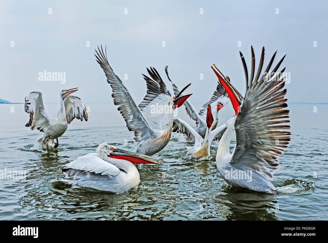 Dalmata pellicani (Pelecanus crispus) sbattono le loro ali deliberando silly sulle acque del lago di Kerkini; Grecia Foto Stock