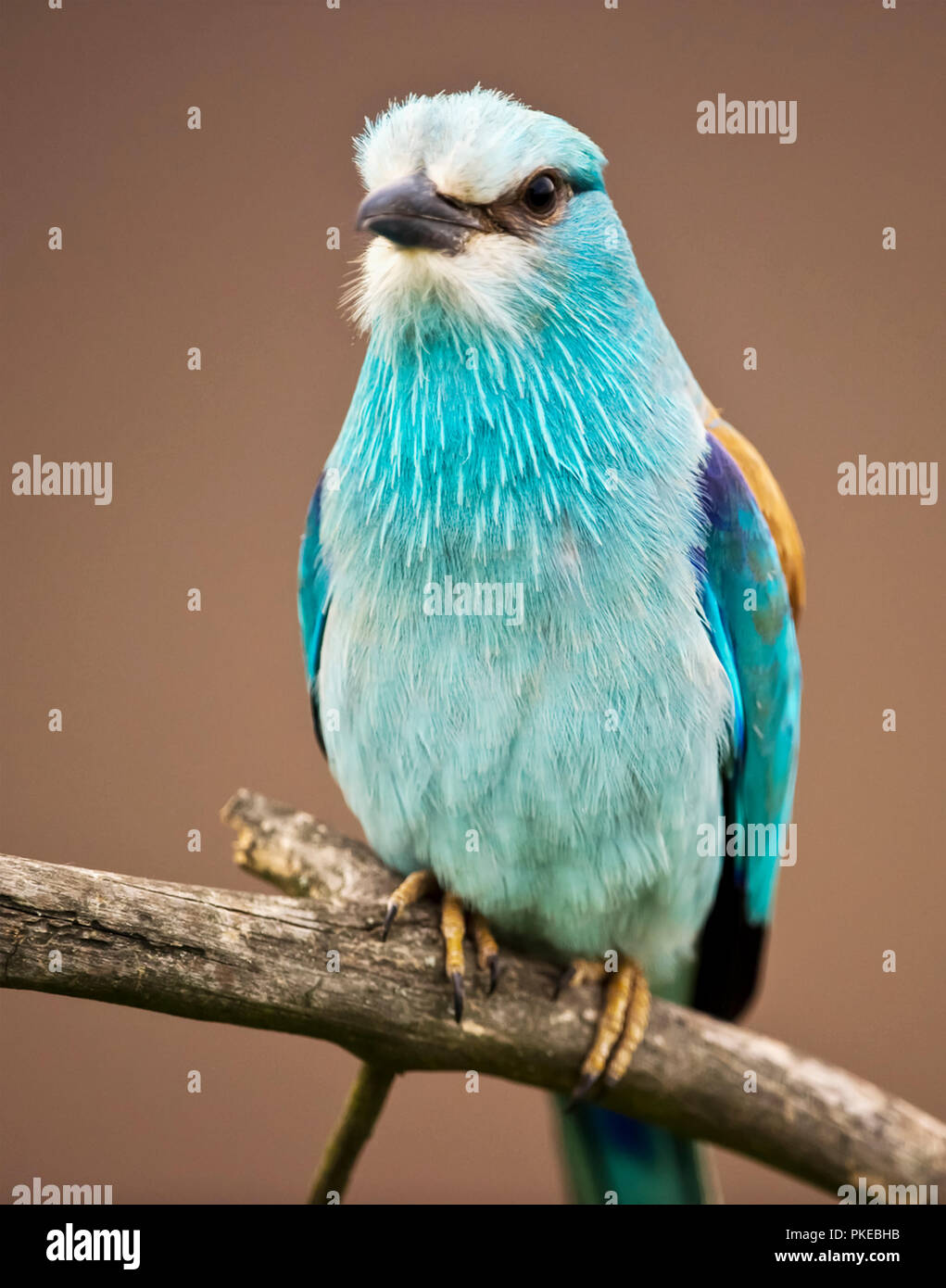 Close-up di un uccello colorato che mostra il dettaglio di teal piumaggio, Kiskunsagi Parco Nazionale; Pusztaszer, Ungheria Foto Stock