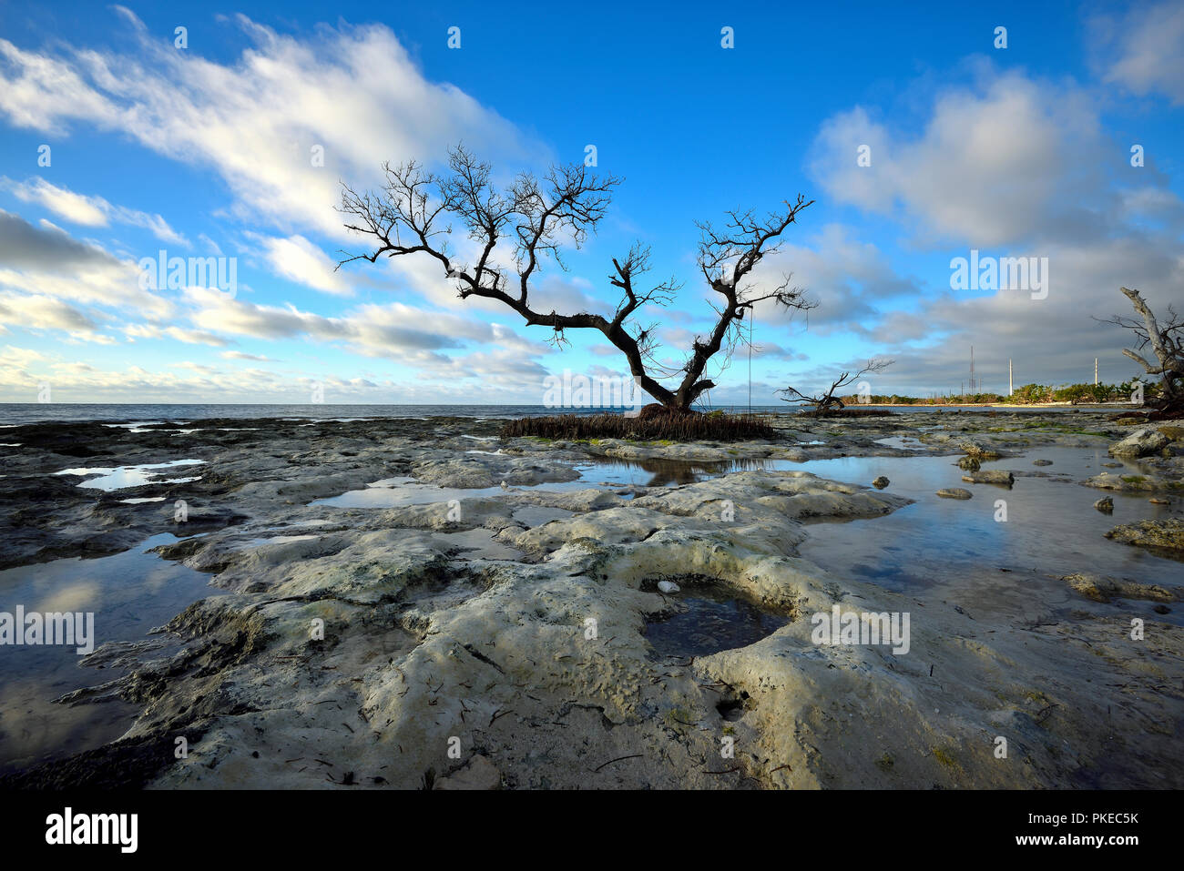 Albero morto nel bel mezzo di un lugubre paesaggio all'alba sul porto spagnolo Key Foto Stock