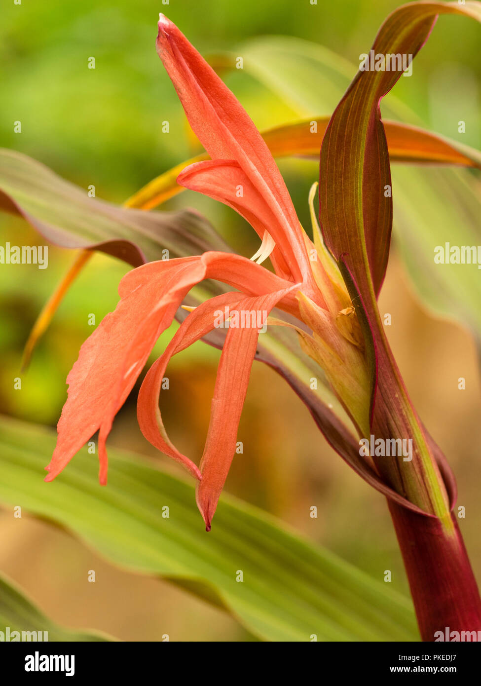 Rosso, tarda estate fiore di esotico, perenne, Hardy zenzero, Roscoea purpurea 'Imperial ibridi " Foto Stock