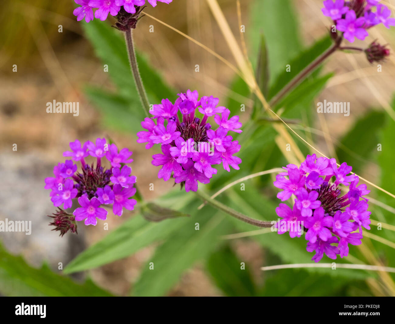 Rosa fiori viola della metà ardito perenne lettiera vegetale, Verbena rigida Foto Stock
