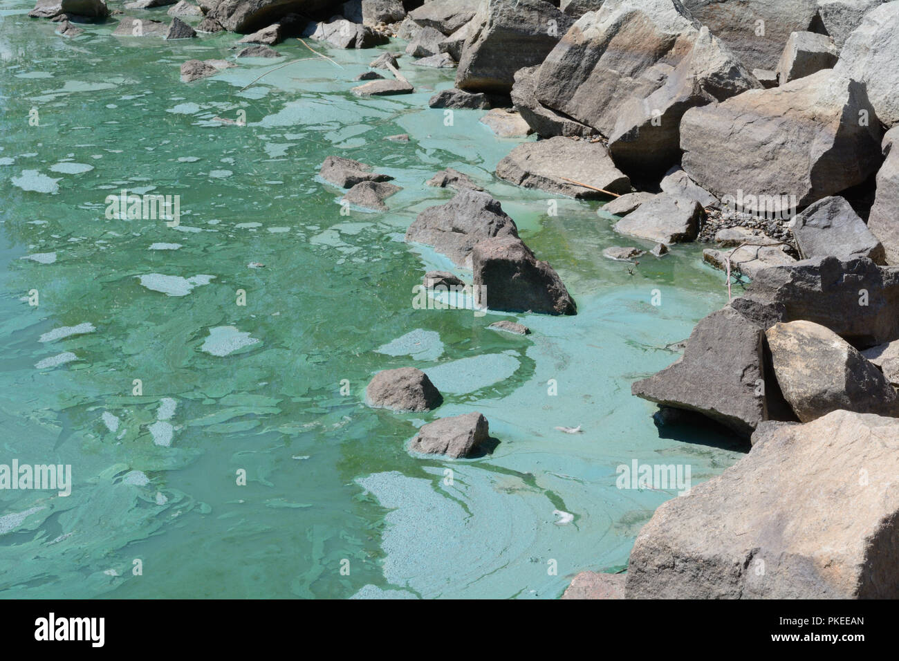 Le Alghe verdi bloom inquinamento nel lago da rocce a riva Foto Stock