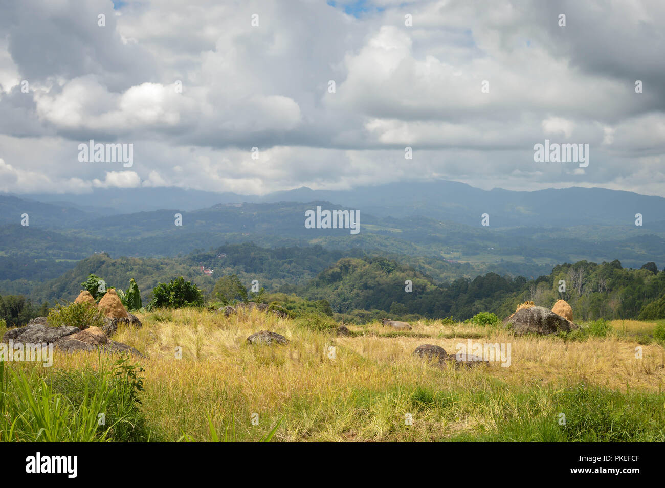 Lo splendido paesaggio di campi di riso e di riso raccolto in Tana Toraja highlands Batutumongi vicino villaggio. A Sud di Sulawesi, Indonesia Foto Stock