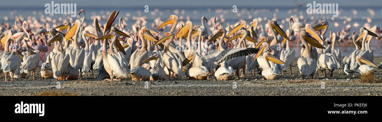Grande pellicani bianchi sulla riva del Lago Natron. Nome scientifico: Pelecanus onocrotalus. Il Lago Natron. Tanzania. L'Africa. Foto Stock